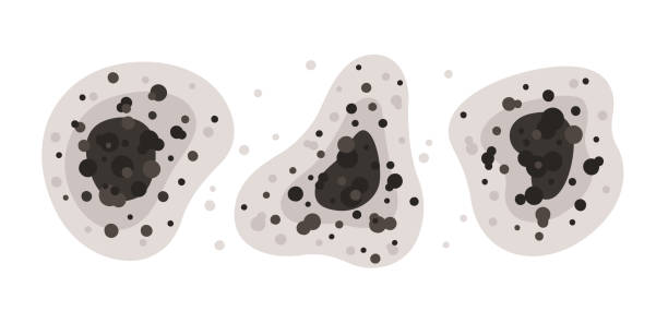 Best Black Mold Removal  in Palo Alto, CA