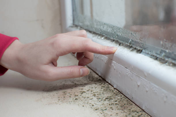 Best Emergency Mold Remediation  in Palo Alto, CA